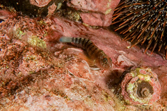 Notoclinops segmentatus