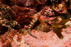 Notoclinops segmentatus
