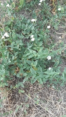 Convolvulus arvensis
