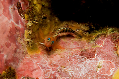 Notoclinops segmentatus