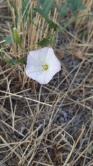 Convolvulus arvensis