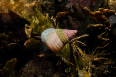 Micrelenchus purpureus