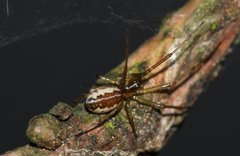 Neriene peltata