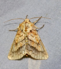 Pyrrhia exprimens