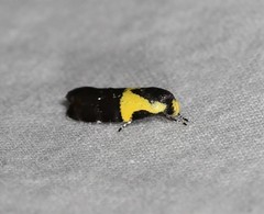 Rectiostoma xanthobasis