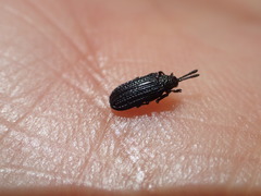 Microrhopala excavata