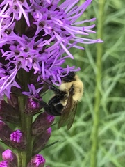 Bombus bimaculatus
