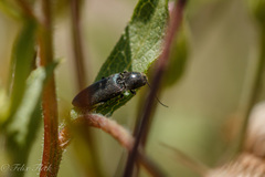 Elateridae