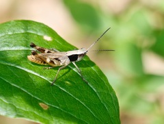 Chloealtis conspersa