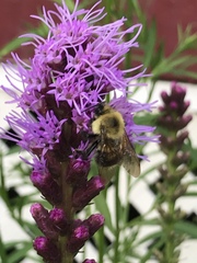 Bombus bimaculatus
