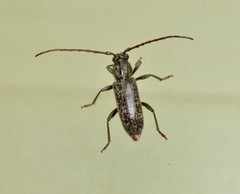 Elaphidion linsleyi