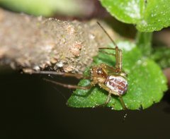 Neriene peltata