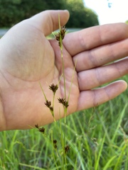 Rhynchospora capitellata