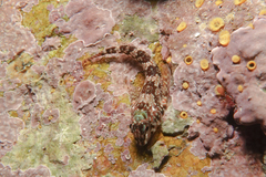 Bellapiscis lesleyae