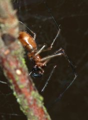 Neriene peltata