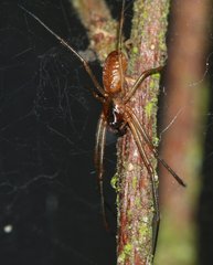 Neriene peltata