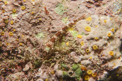 Bellapiscis lesleyae