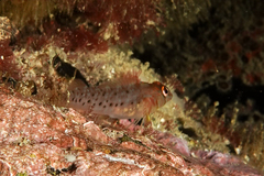 Notoclinops yaldwyni