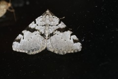 Macaria bitactata