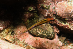 Forsterygion maryannae