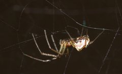 Neriene peltata