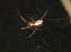 Neriene peltata
