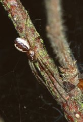 Neriene peltata