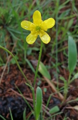 Ranunculus forreri