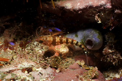 Notoclinops segmentatus