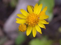 Packera pseudaurea