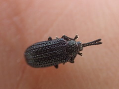 Microrhopala excavata