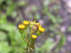 Packera pseudaurea