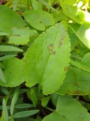 Packera pseudaurea