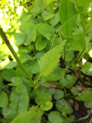 Packera pseudaurea