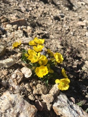 Ranunculus macauleyi