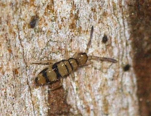 Entomobrya corticalis