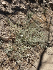 Calystegia malacophylla pedicellata