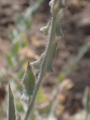 Calystegia malacophylla pedicellata