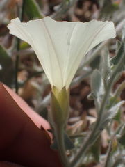Calystegia malacophylla pedicellata