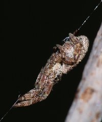 Hyptiotes paradoxus