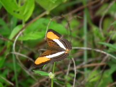 Adelpha cytherea