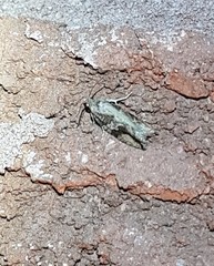 Proteoteras crescentana