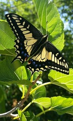 Papilio zelicaon