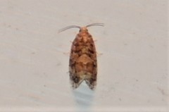 Argyrotaenia floridana