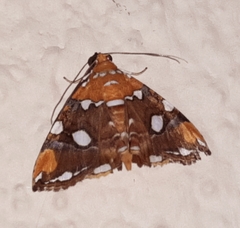 Eulepidotis guttata