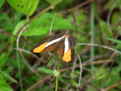 Adelpha cytherea