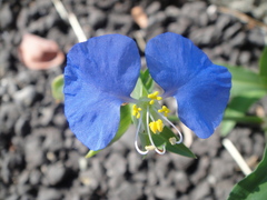 Commelina auriculata