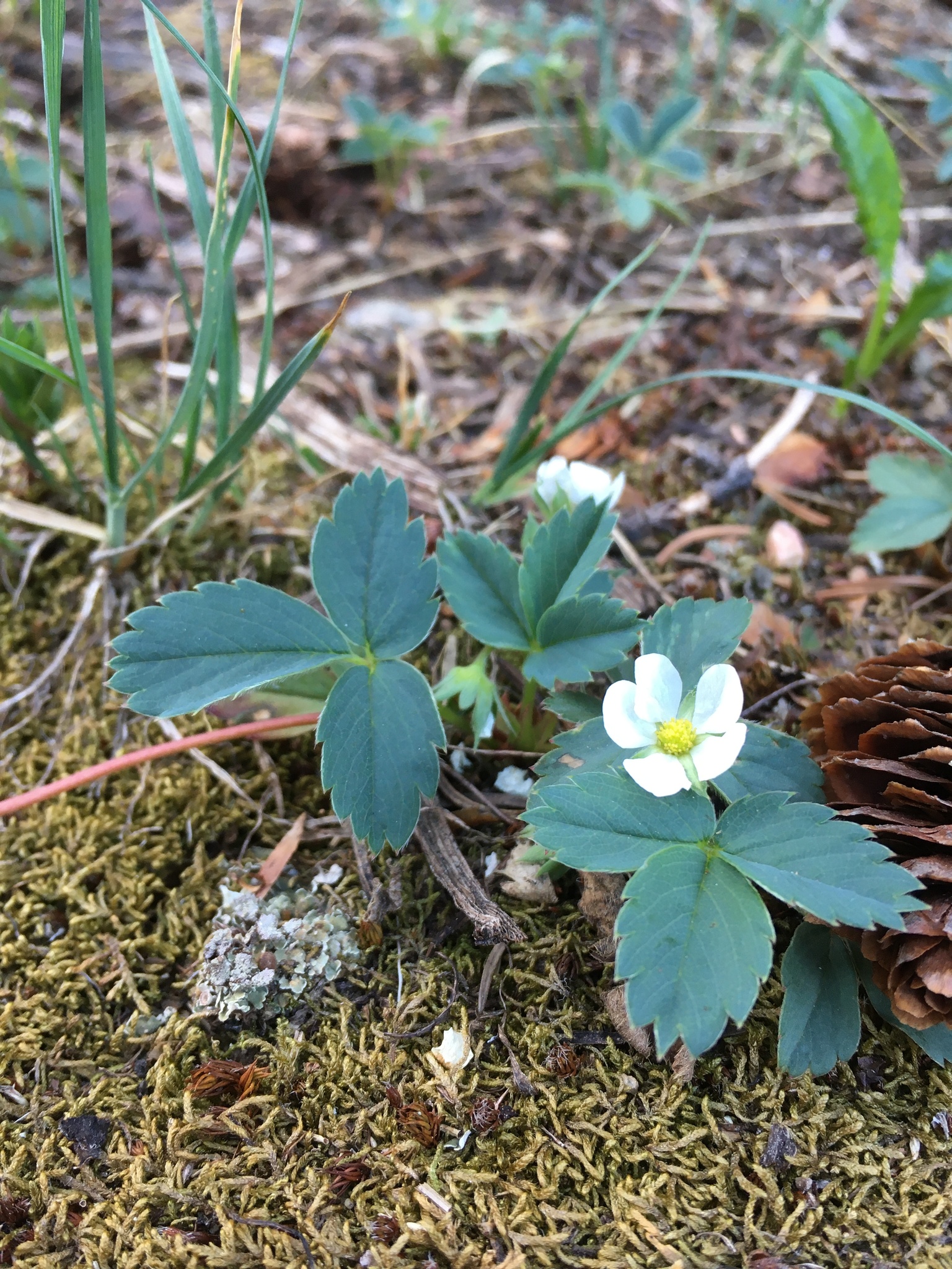 Fragaria virginiana ssp. glauca