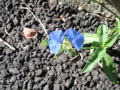 Commelina auriculata