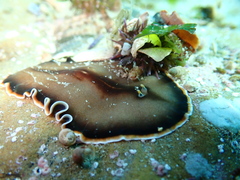 Callioplana marginata
